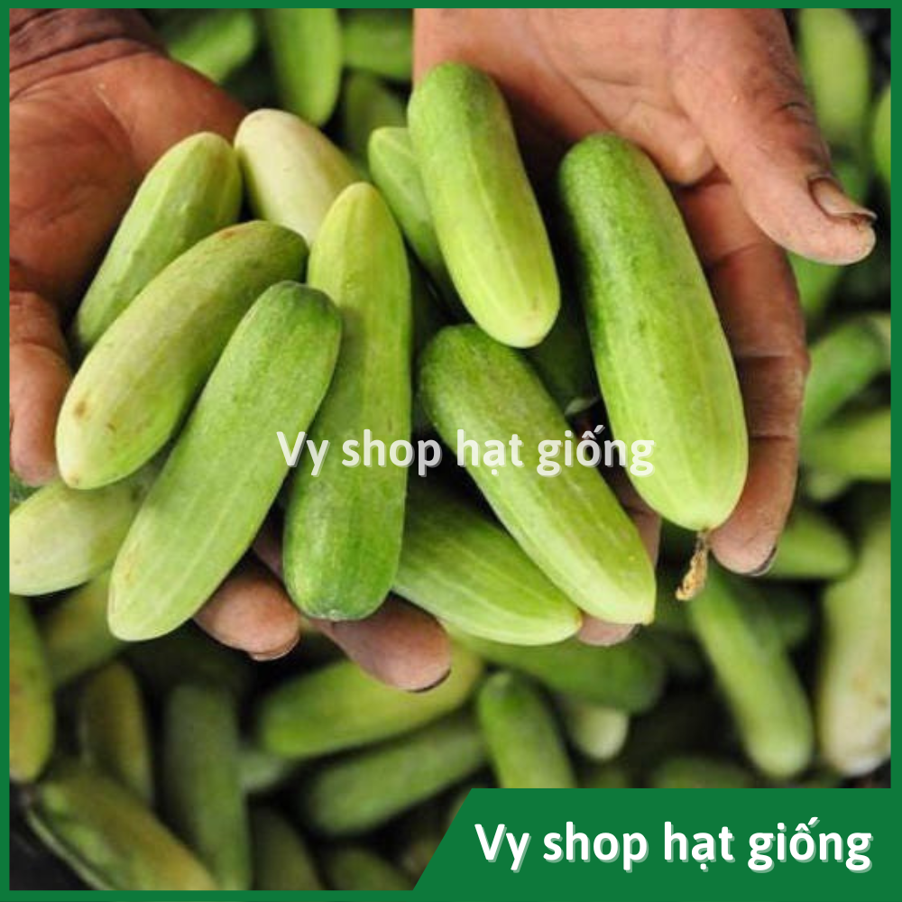 Hạt giống dưa chuột (dưa leo) baby Thái Lan gói 20 hạt