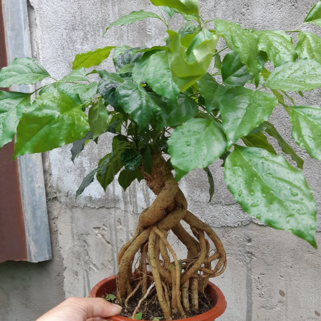 cây HẠNH PHÚC ý nghĩa tốt lại Đẹp