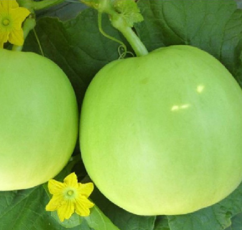 Combo of 2 Packs of Melon Seeds - (Cantaloupe - Super Sweet Pear Melon)