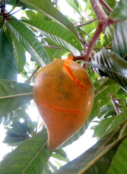 Cây Giống Lêkima