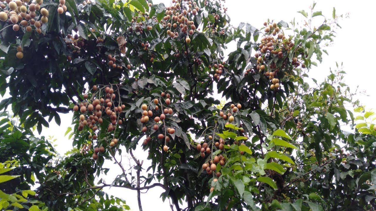 CÂY GIỐNG QUẤT HỒNG BÌ SIÊU NGỌT