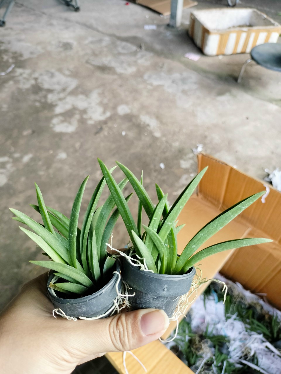 Hoa Lan Vũ Nữ Bút Chì trứng cút, cây cao 7- 10cm