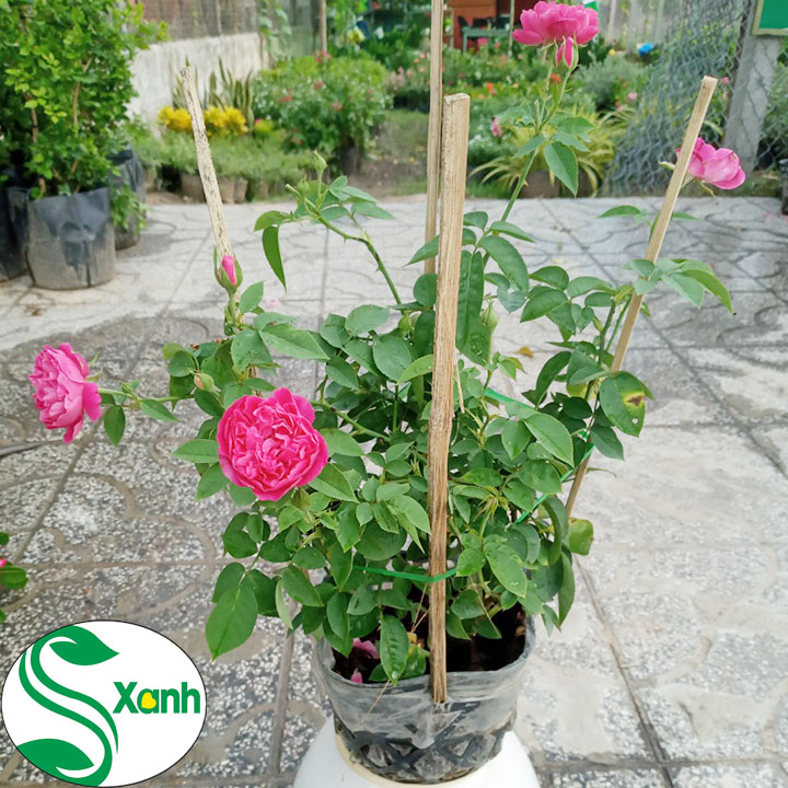 Hoa Hồng Tường Vi Dễ Trồng Hoa Thơm