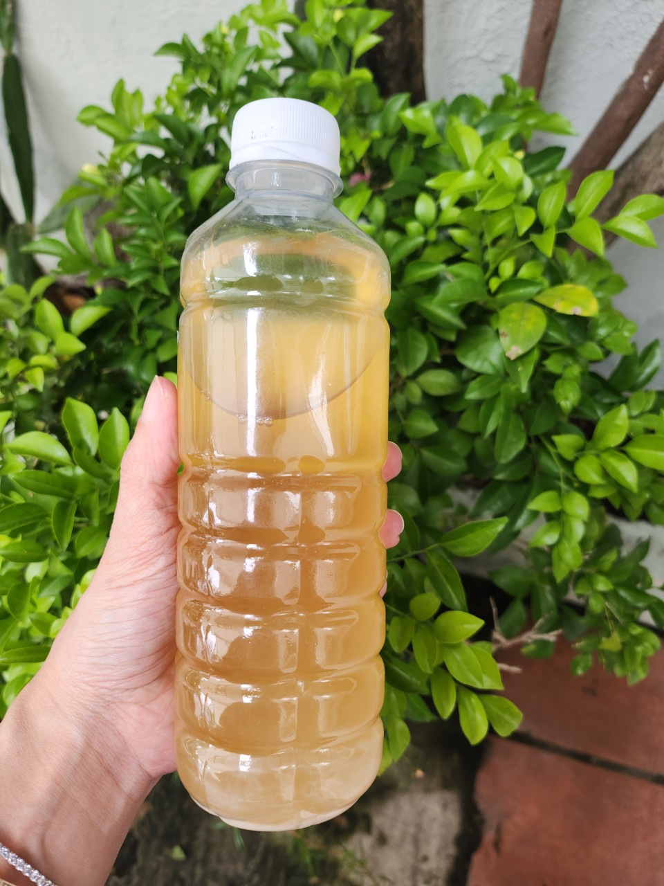 Traditional Fermented Nep Le Wine