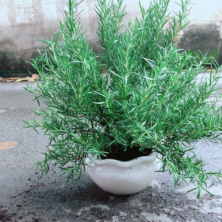 Chậu Hương Thảo Size Lớn