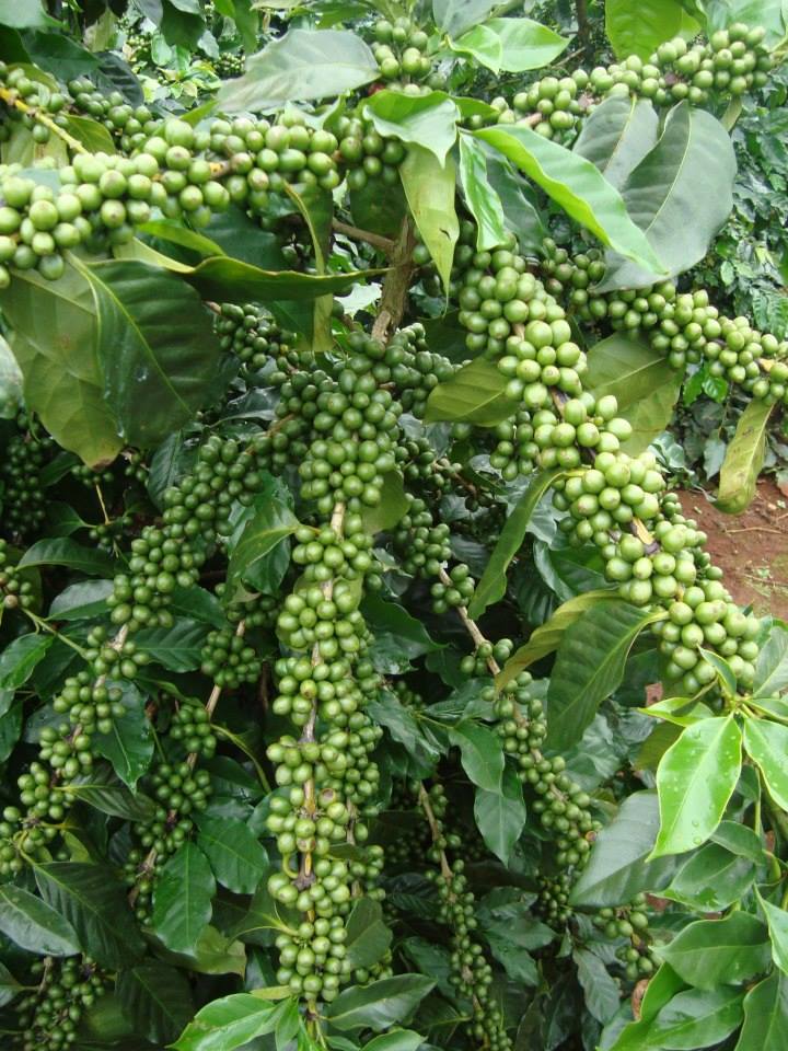 CÂY GIỐNG CÀ PHÊ TS5 (CAFE XANH LÙN TRƯỜNG SƠN TS5)