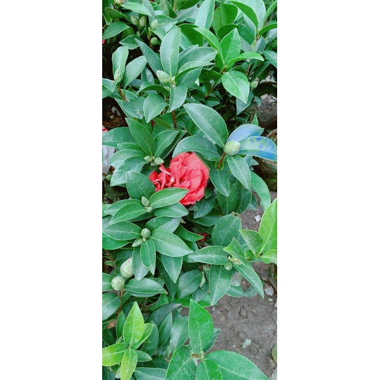 Cây Hoa Trà My Hoa Đỏ Size Nhỏ