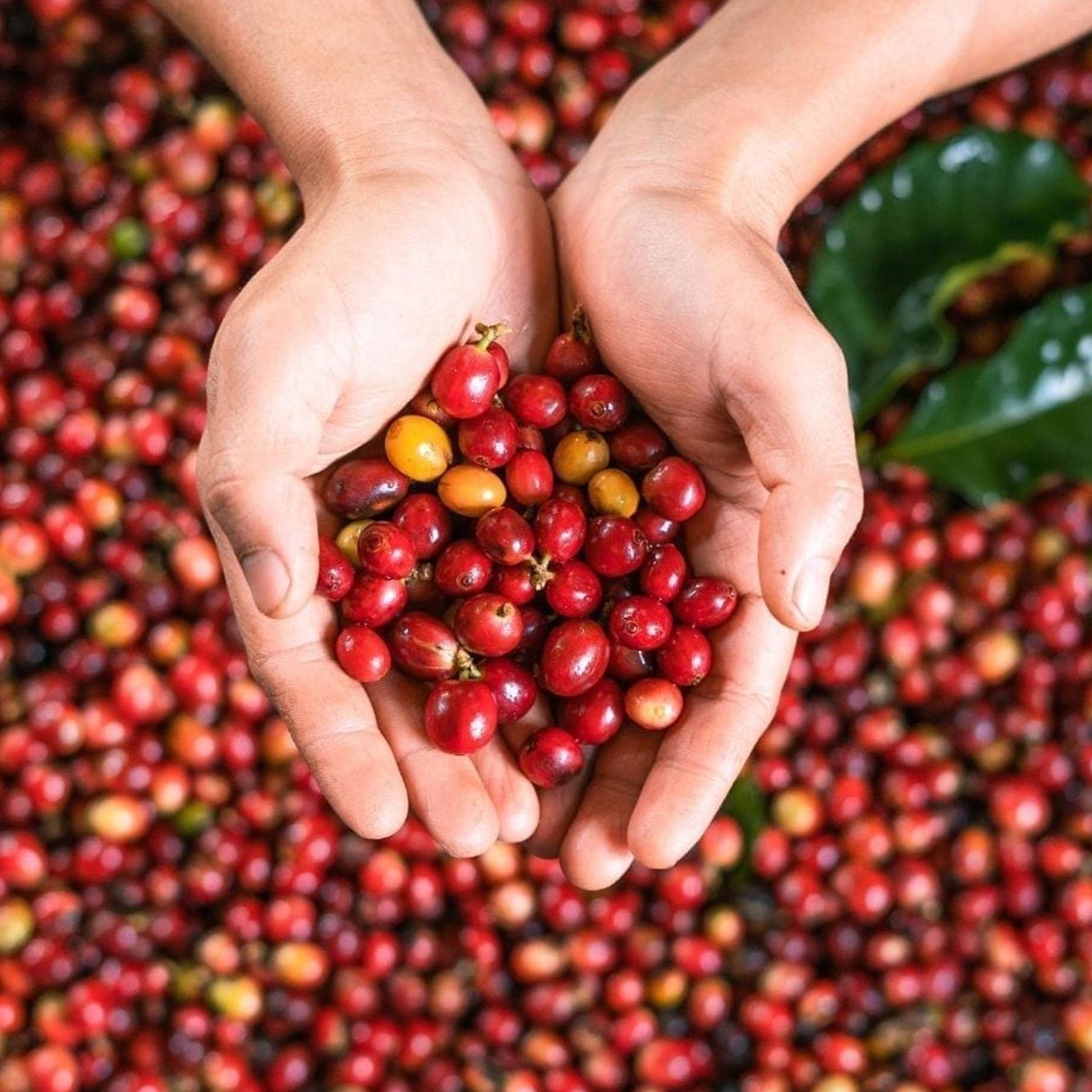 Cà phê Phin truyền thống BLEND Robusta & Arabica (7:3)