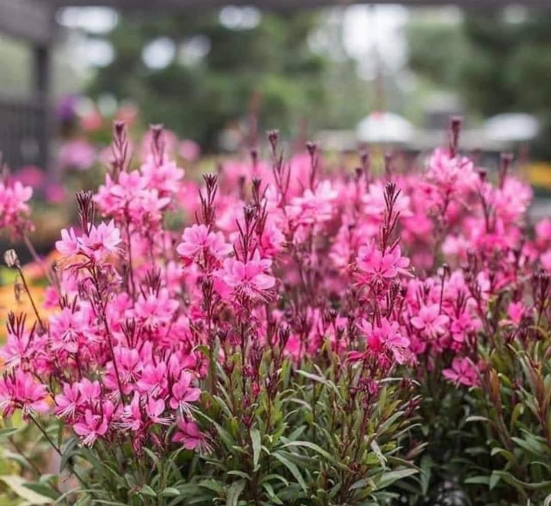 Cây giống hoa cỏ hồng