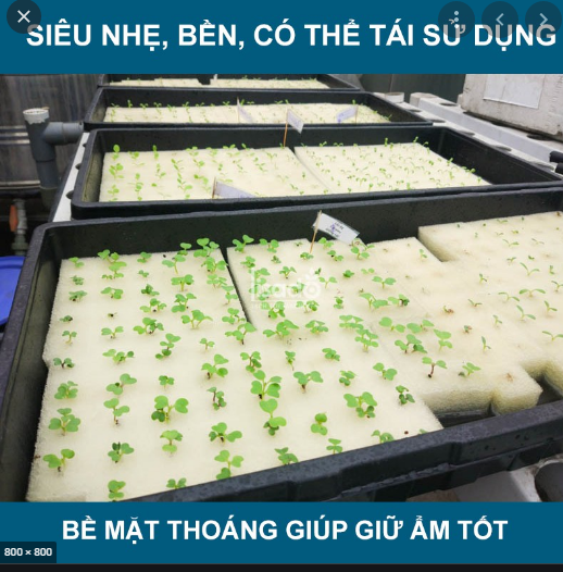 Mút ươm hạt thủy canh 96 lỗ