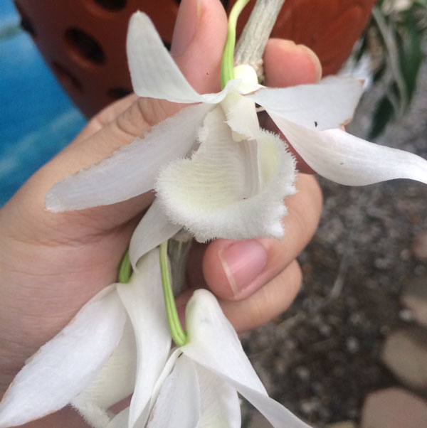 Phi điệp trắng thái hàng giống gieo hạt