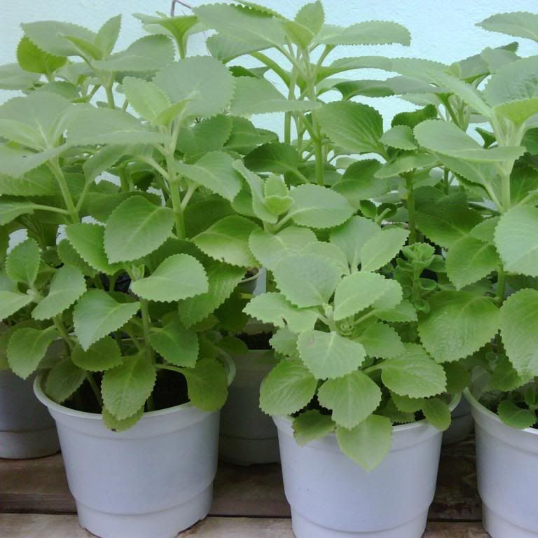 0.1gr Hạt giống húng chanh, tần dày lá, rau thơm lùn