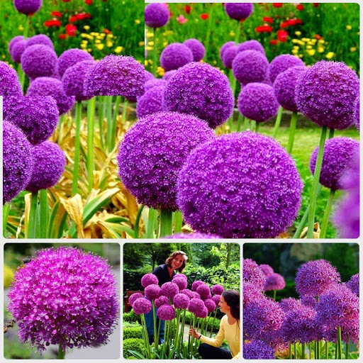 Túi 50 hạt giống hoa bồ công anh tím