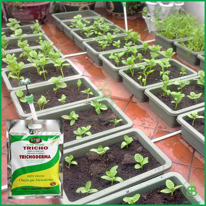 Nấm đối kháng Trichoderma Điền Trang