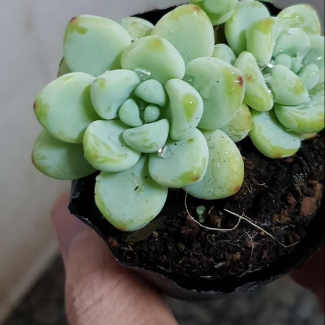 Sen đá Sỏi thiên thanh