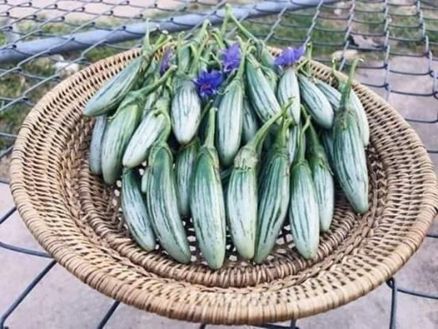 Hạt giống cà dừa ovan Thái Lan