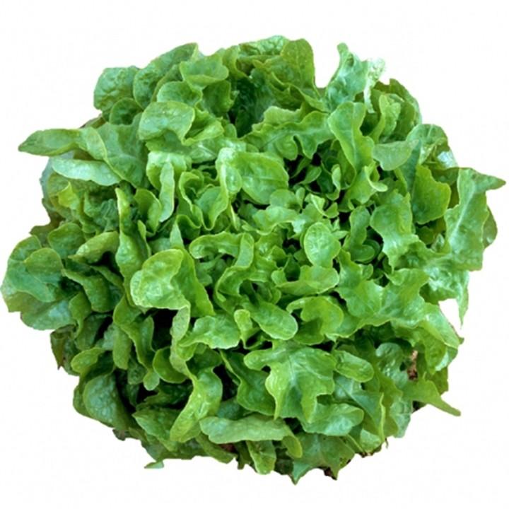 Hạt Giống Xà Lách Sồi Xanh Oakleaf - 4Gr