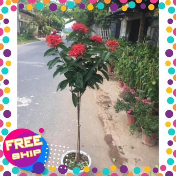 Chậu mẫu đơn mỹ bông to thoát thân cây đẹp hoa đẹp bền