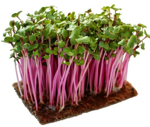 Hạt giống rau mầm đỏ (củ cải đỏ) Thuận Điền