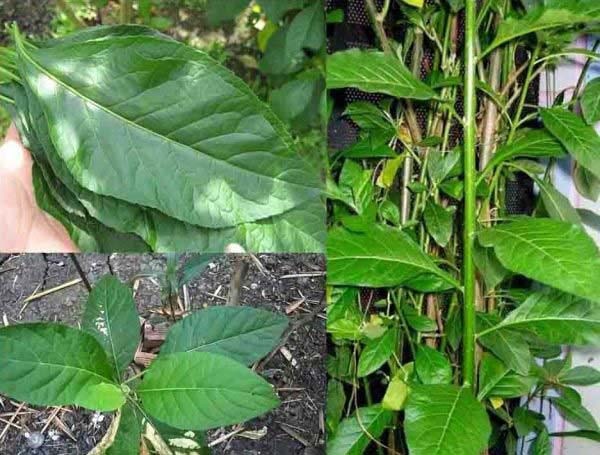 cây mật gấu khô thái lát 1kg (cây lá đắng)