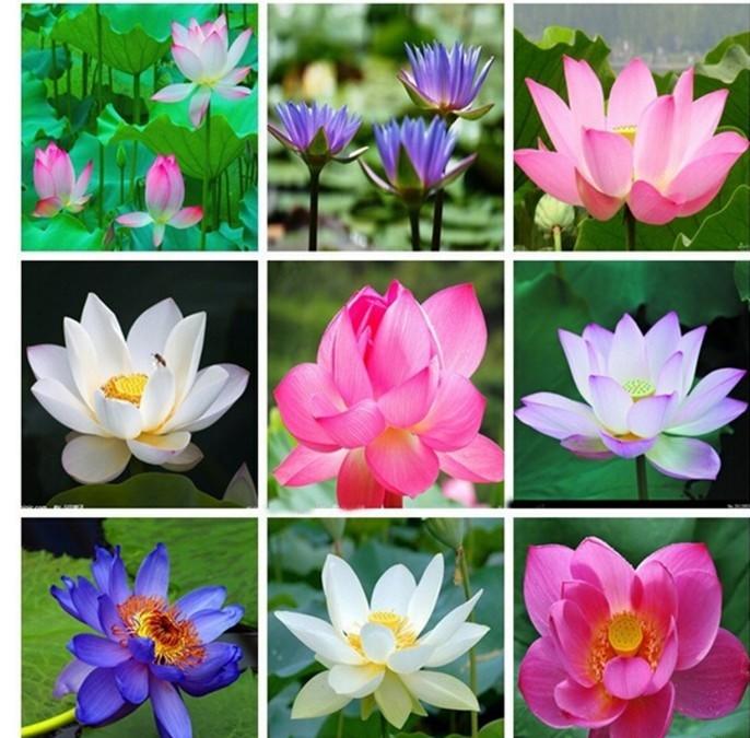 [HCM]hạt giống hoa súng thái mix màu gói 5hat