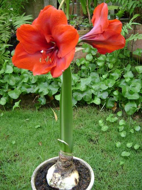Củ lan huệ tây-tặng kèm 1 gói hạt giống nhẫu nhiên