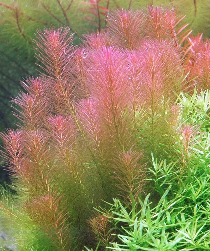 Cây thủy sinh Luân Thảo Đỏ 15-20 nhánh , chỉ đỏ (Hậu cảnh)