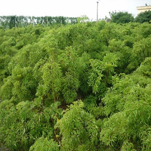 combo 3 Cây giống đinh lăng - 768