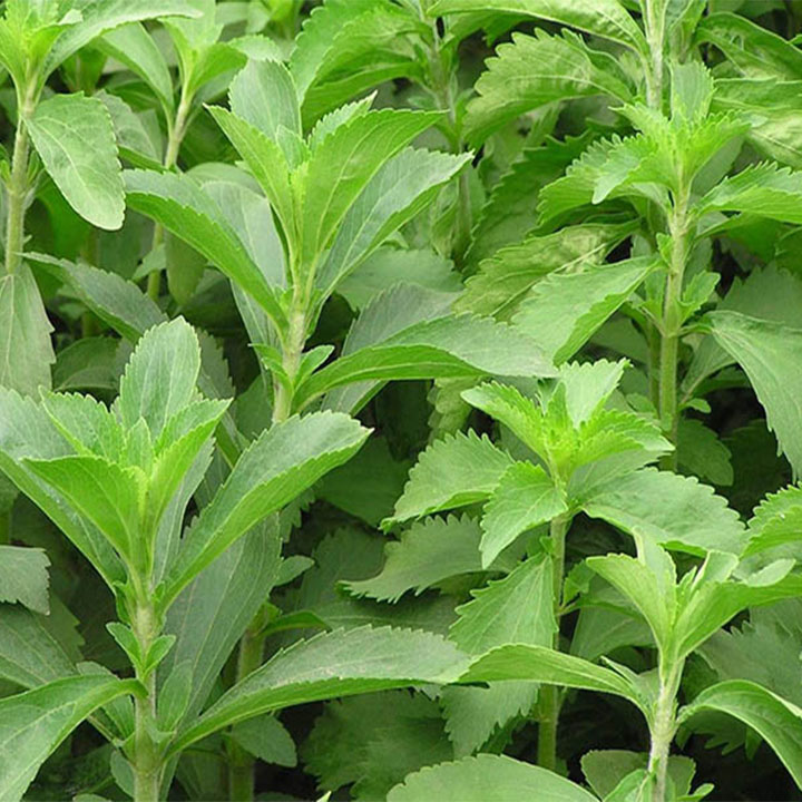 Cây cỏ ngọt 1kg