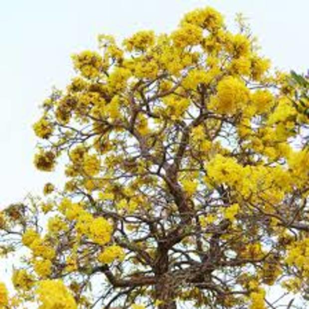 COM BO 3 CÂY GIỐNG PHONG LINH VÀNG