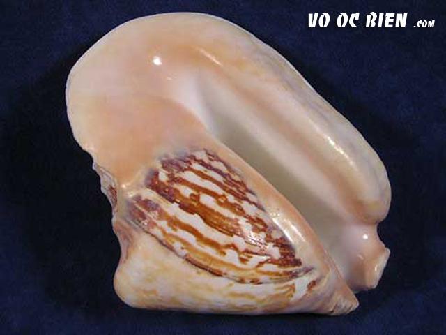 vỏ ốc bẹ tròn