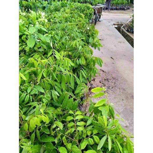 CÂY GIỐNG NHÃN ĐƯỜNG PHÈN HƯNG YÊN