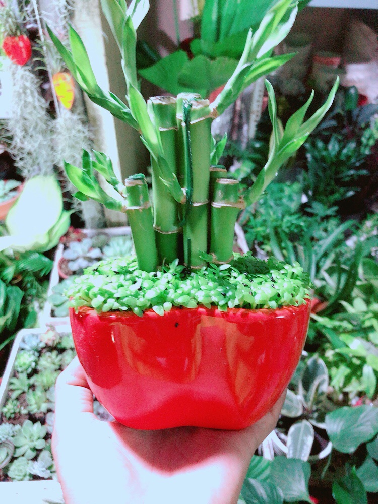 Chậu Trúc Phát Tài
