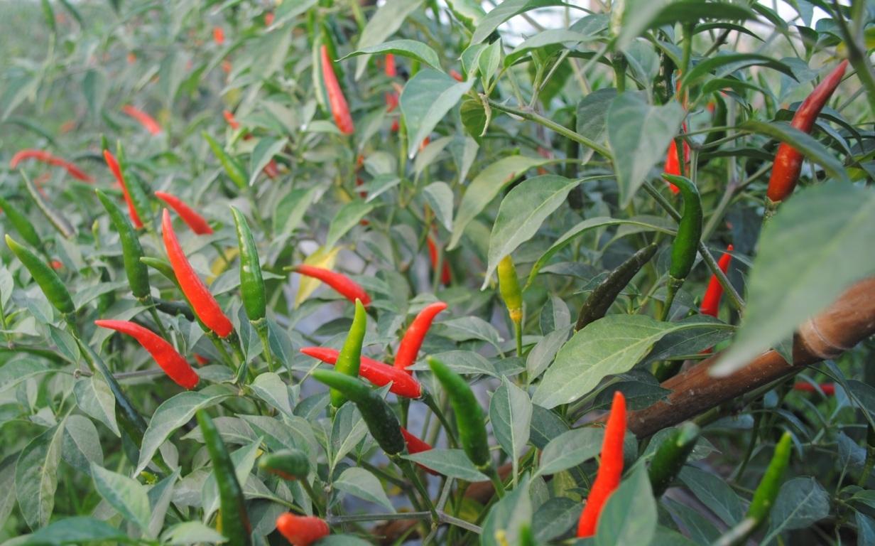 Hạt Giống Ớt Chỉ Thiên Lai F1 (Ớt Hiểm) Sai Trái, Siêu Cay, Dễ Trồng Chăm Sóc