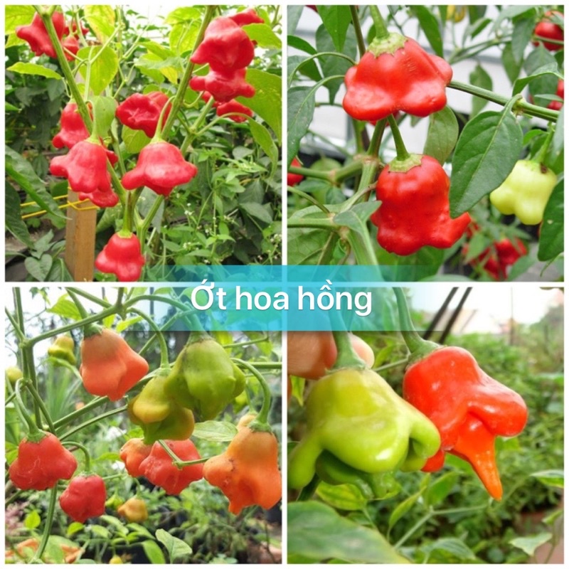 Hạt giống ớt chuông,ớt hoa hồng-gói 20 hạt