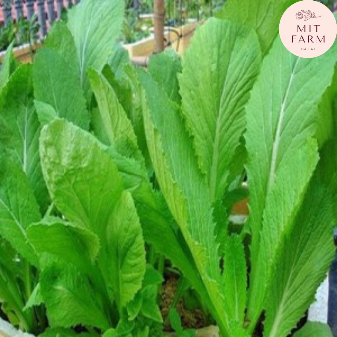 Hạt giống cải bẹ xanh mỡ
