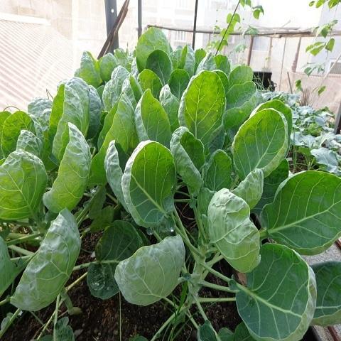 [Mới] - Hạt giống rau cải rổ