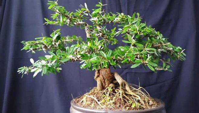 CHẬU CÂY LINH SAM SIÊU BÔNG