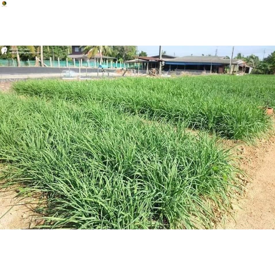 Hạt giống hẹ lá - gói 1 gram