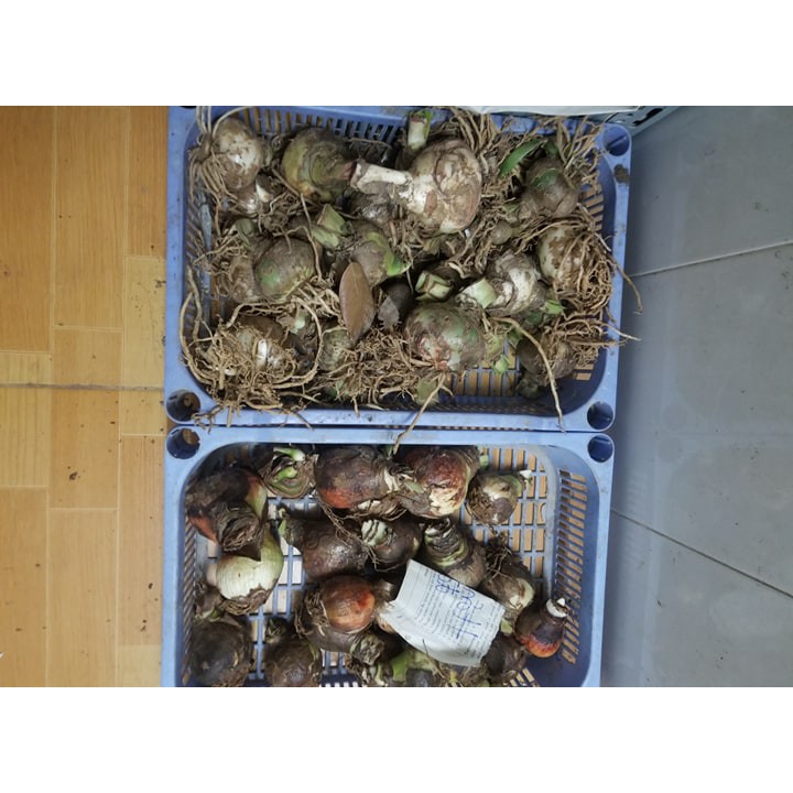 Củ hoa lan huệ hồng mai( Huệ nội)