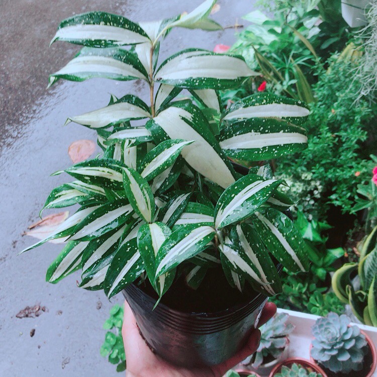 Trúc Nữ Hoàng