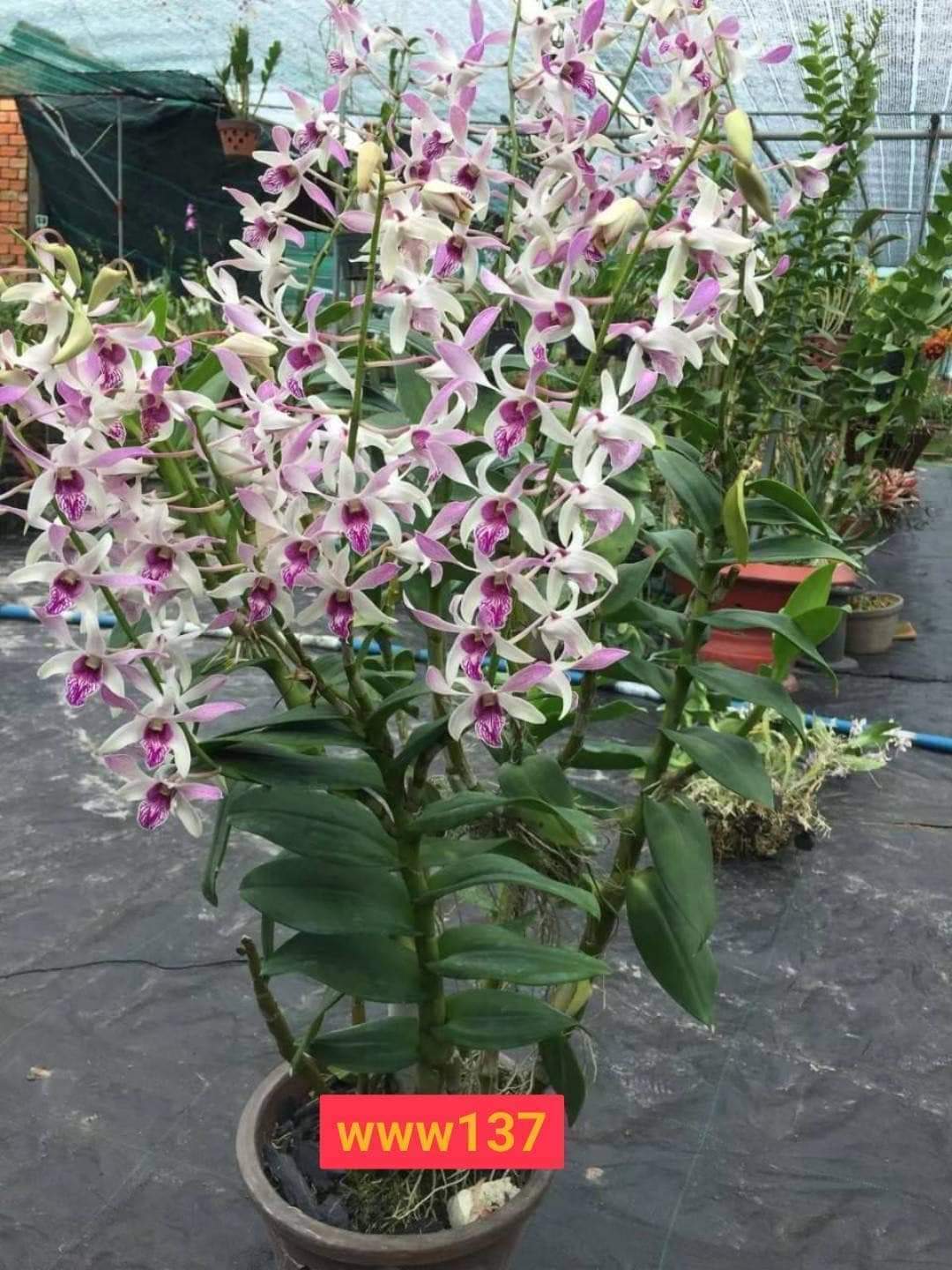 Hoa lan denro nắng thơm Urawan