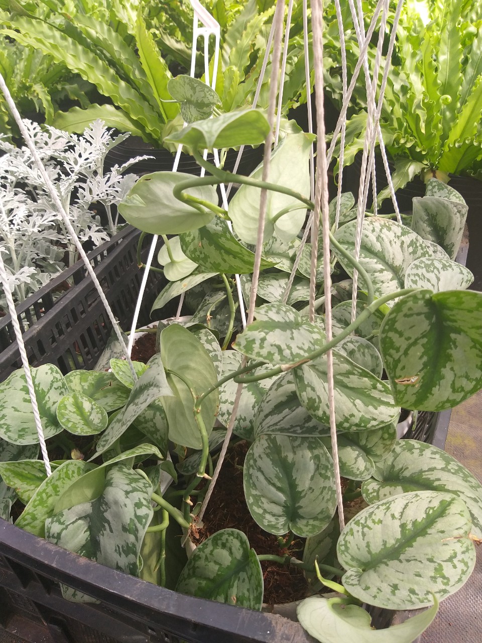 Cây trầu bà lụa - Silver Pothos chậu treo