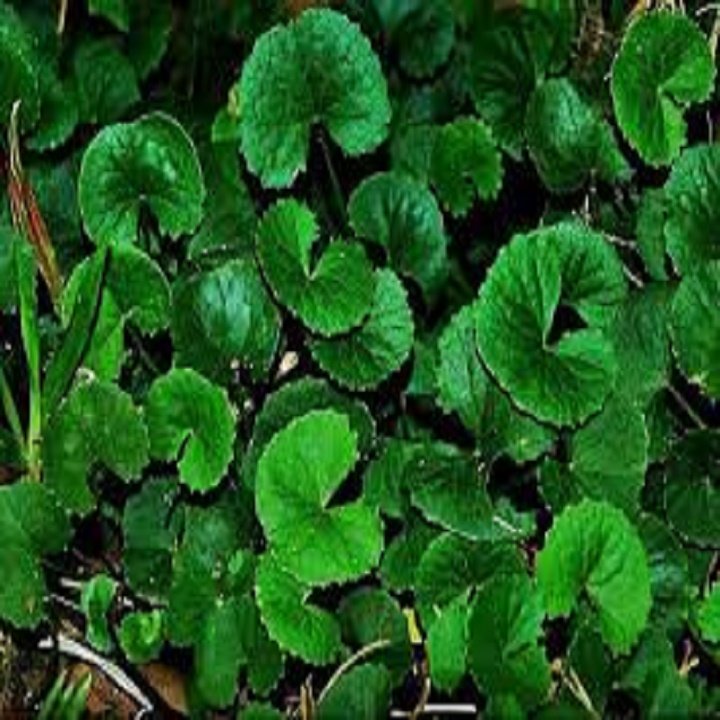 BẦU CÂY RAU MÁ ĐỦ LOẠI,BẦU CÂY RAU MÁ ĐỦ LOẠI: RAU MÁ LÁ NHỎ -MÁ MÈO, RAU MÁ LÁ SEN, RAU MÁ TA, RAU MÁ TÀU - NCCGCRMDL