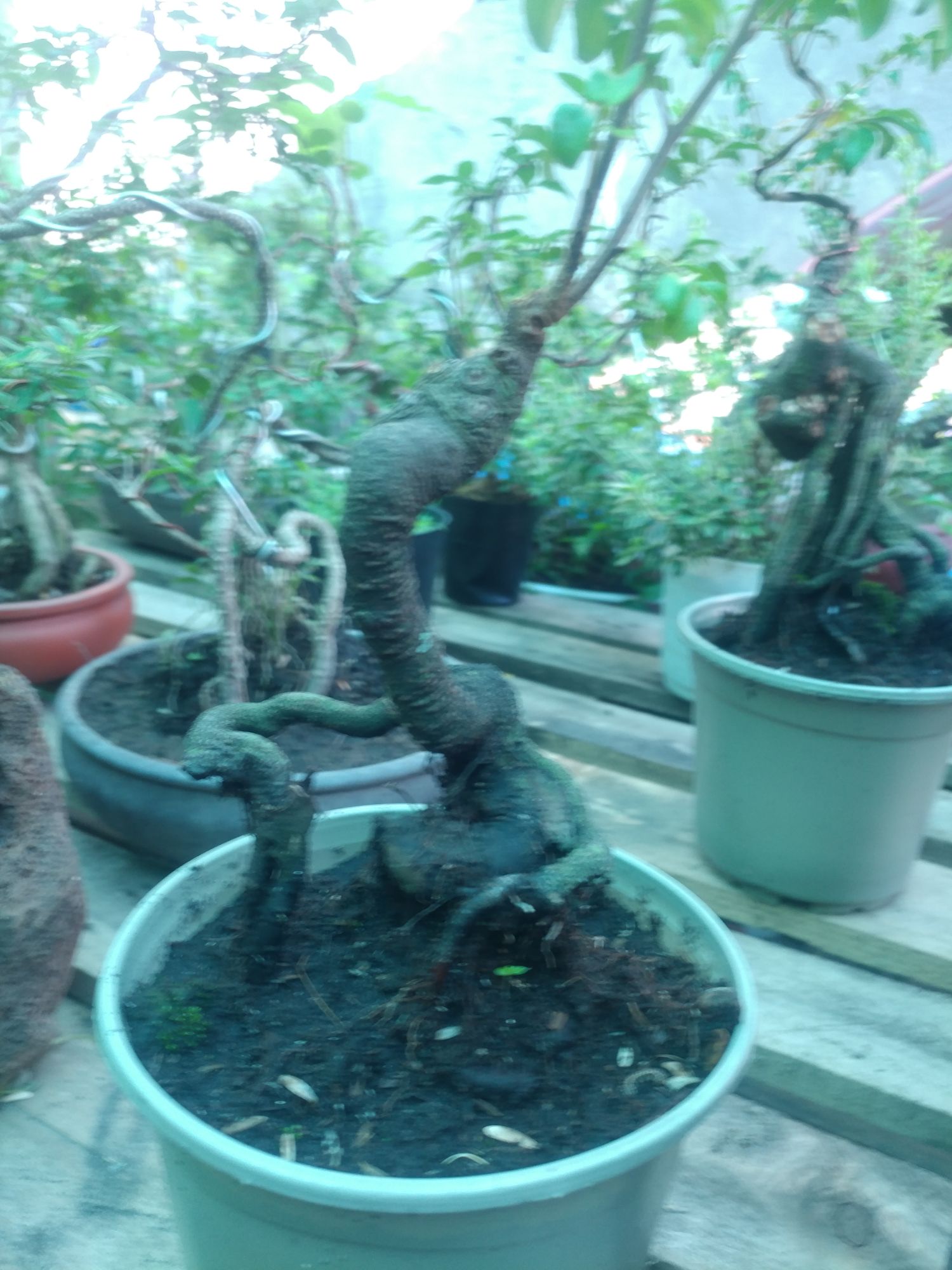 phôi Khế nhật dáng quái