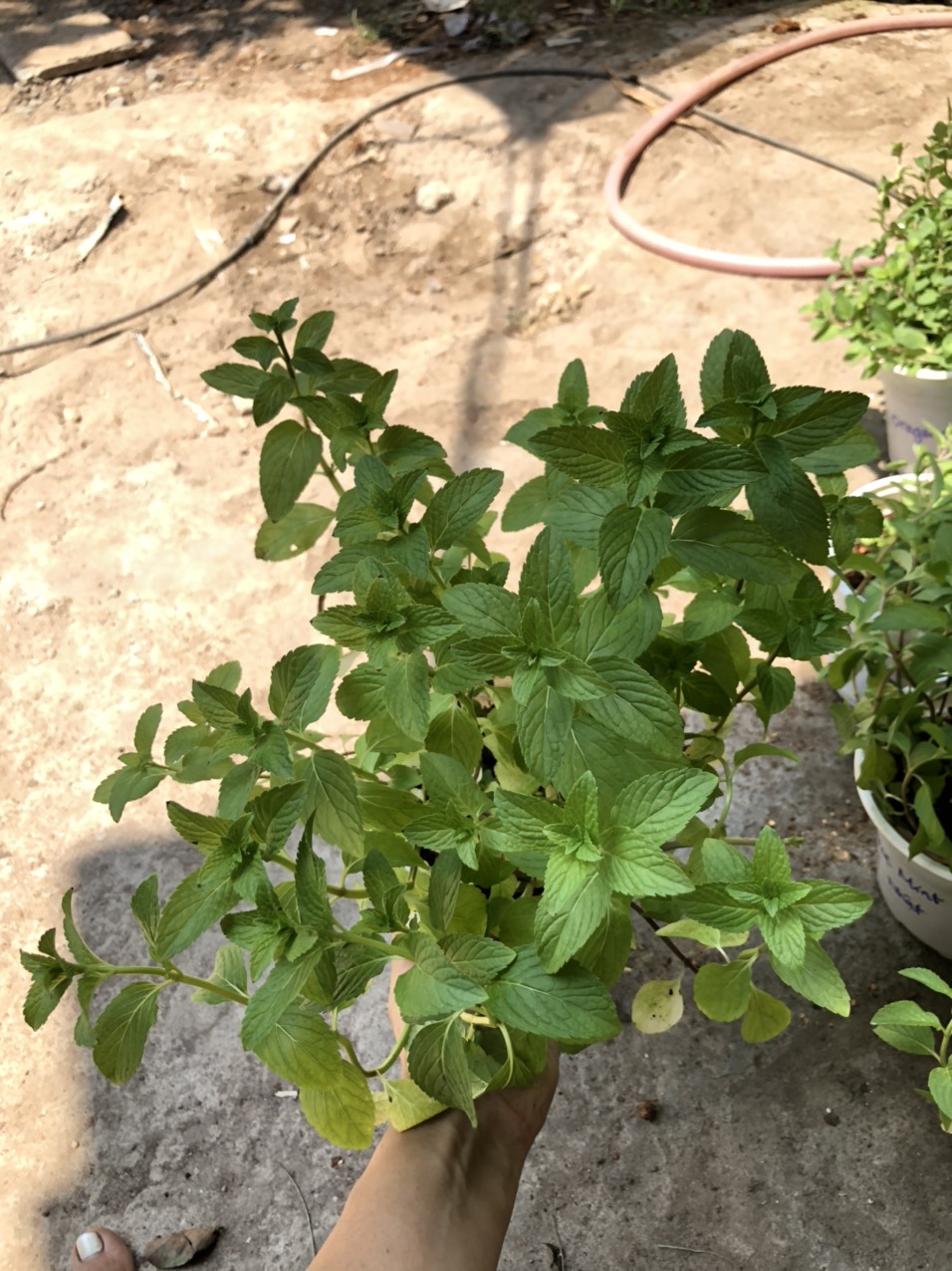 Chậu cây Bạc Hà Âu - Pepper Mint