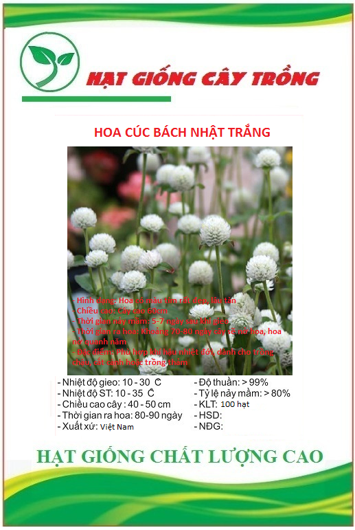 Hạt giống hoa cúc bách nhật hoa trắng CT37 - Gói 100 hạt