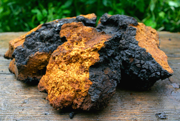Nấm Chaga Nga Siberia 1kg