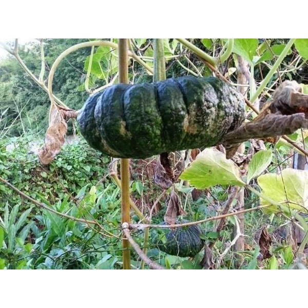 Cần tưới/ phun cho bình DUDACO 1-2 lít