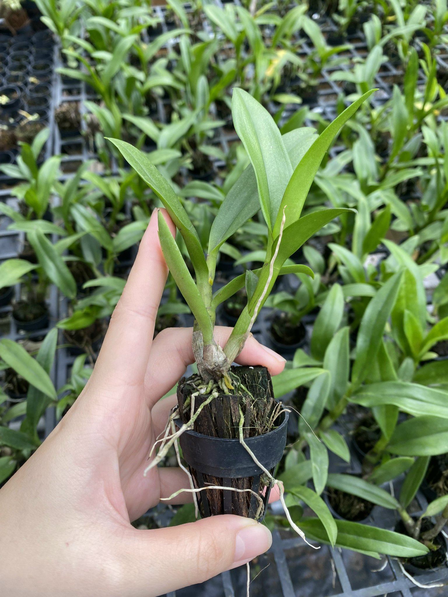 Combo 10 cây giống hoa lan Dendro (hàng lai)